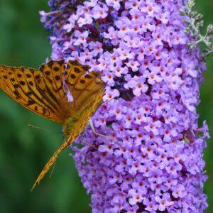 Buddleia