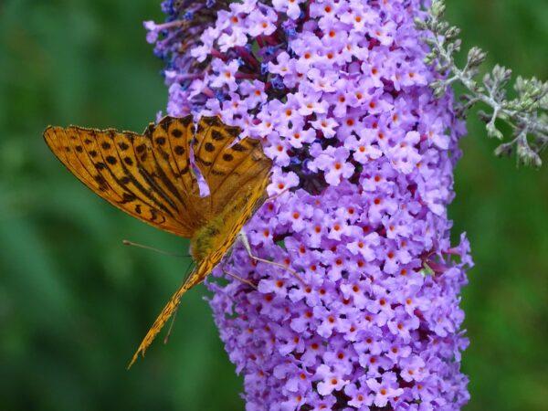 Buddleia