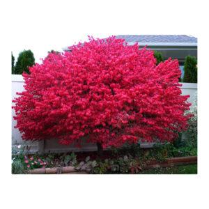 Burning Bush / Red Bush