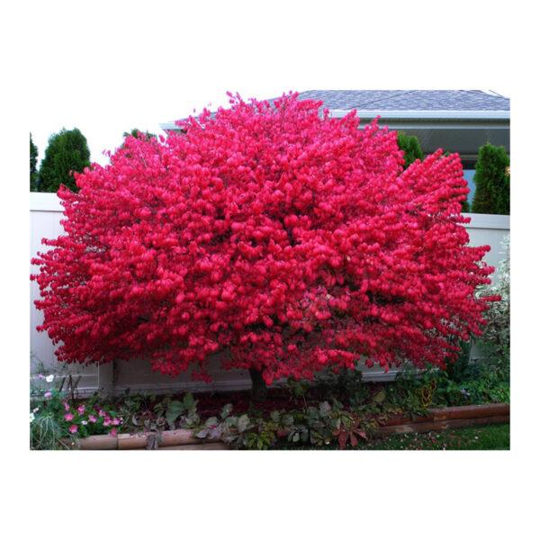 Burning Bush / Red Bush