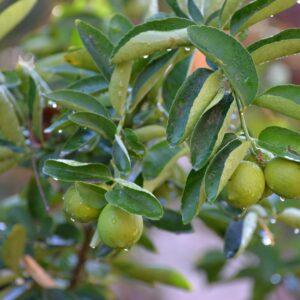 China Lemon