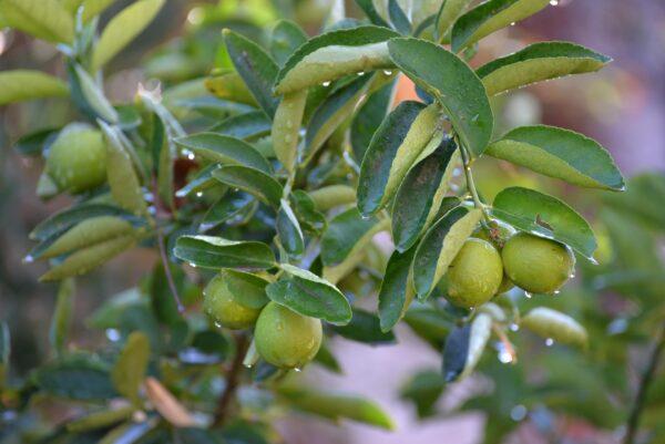 China Lemon