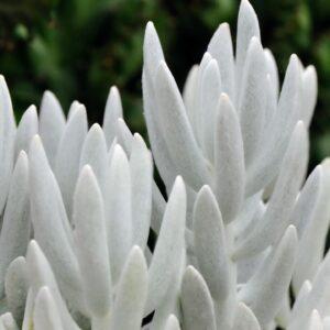 Cocoon Plant-Senecio haworthii