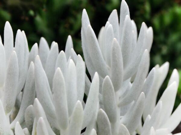 Cocoon Plant-Senecio haworthii