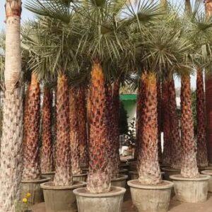 Copernicia plant