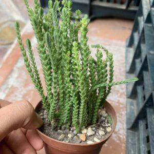 Crassula muscosa