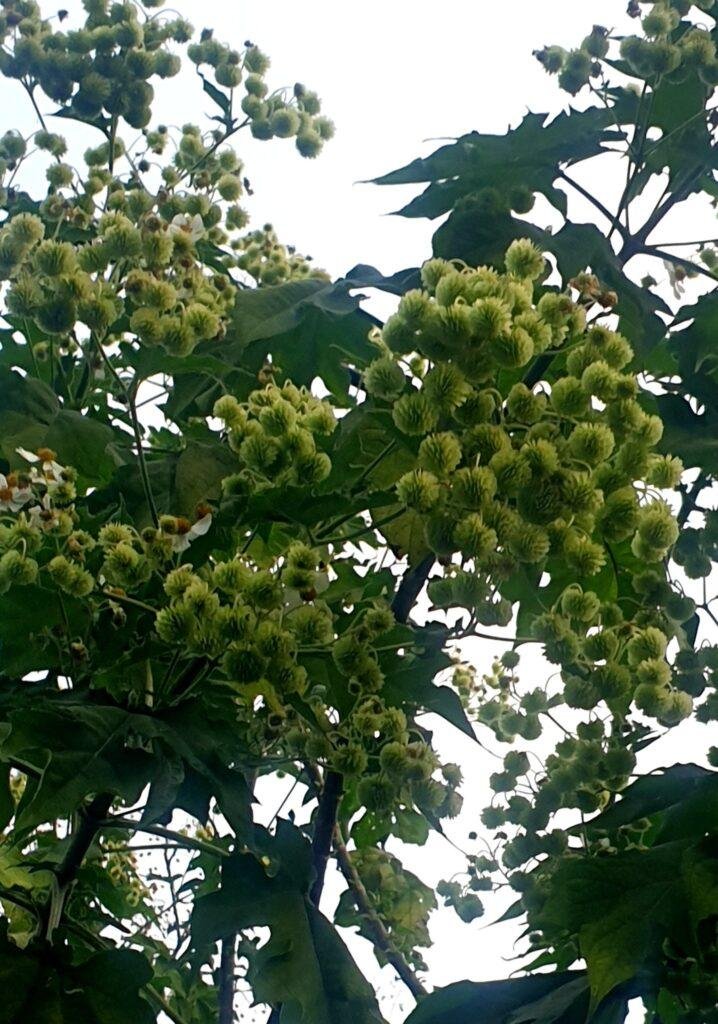 Daisy tree - Boota.pk