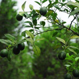 Desi Lemon