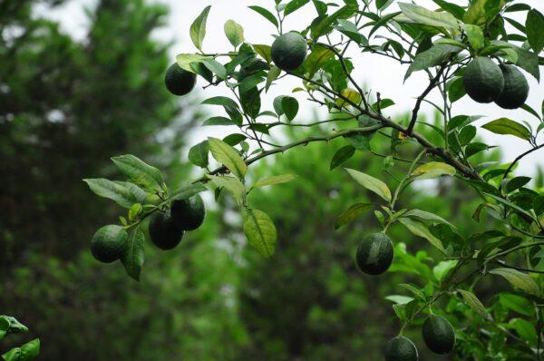 Desi Lemon