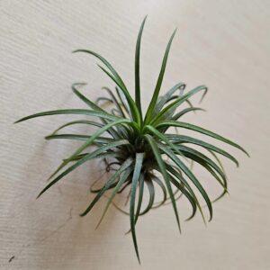 Druid Air Plant