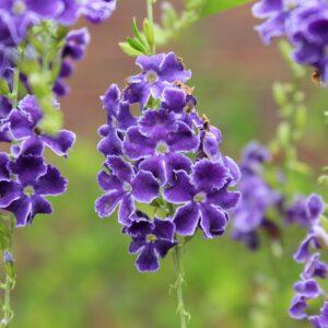 Duranta erecta
