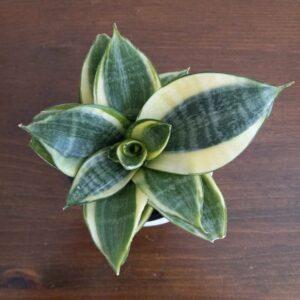 Dwarf Snake Plant - Sansevieria Golden Hahnii