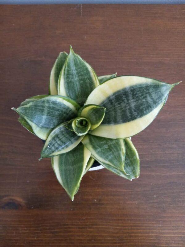 Dwarf Snake Plant - Sansevieria Golden Hahnii