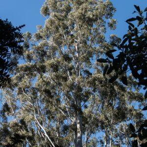 Eucalyptus safeda tree