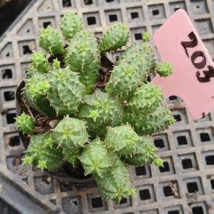 Euphorbia pseudoglobosa