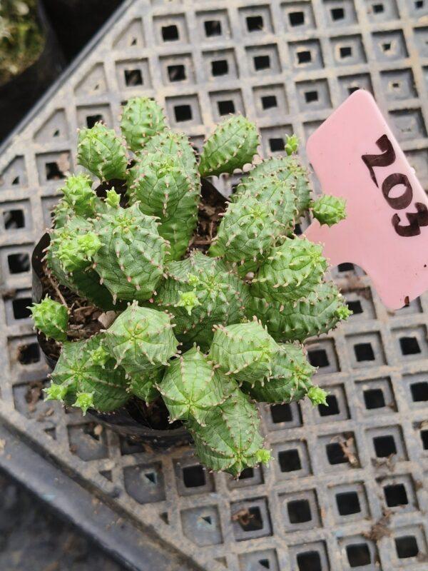 Euphorbia pseudoglobosa