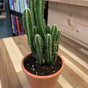 Fairy Castle Cactus
