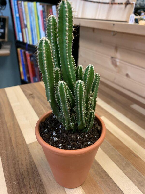 Fairy Castle Cactus