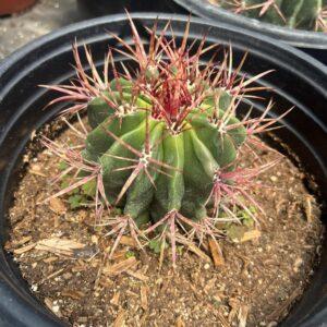Fire Barrel Cactus