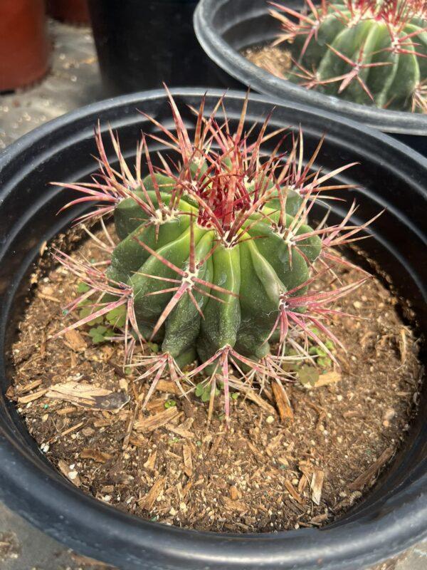 Fire Barrel Cactus