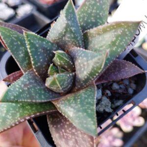 Gasterhaworthia Golly