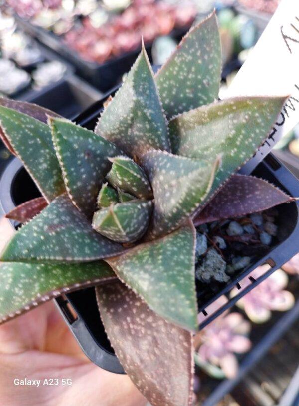 Gasterhaworthia Golly