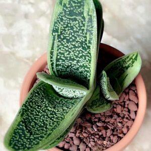 Gasteria Little Warty