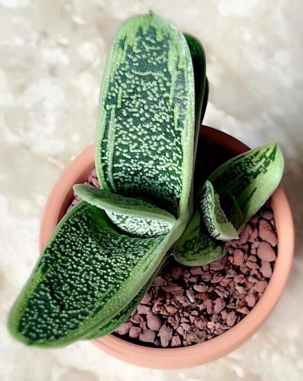 Gasteria Little Warty