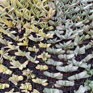 Gasteria gracilis Baker