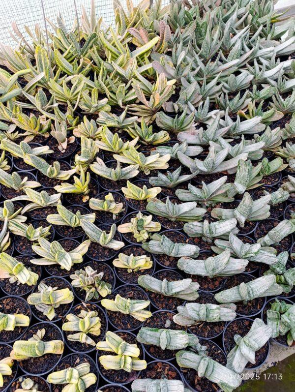 Gasteria gracilis Baker