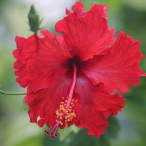 Grafted Hibiscus Plant