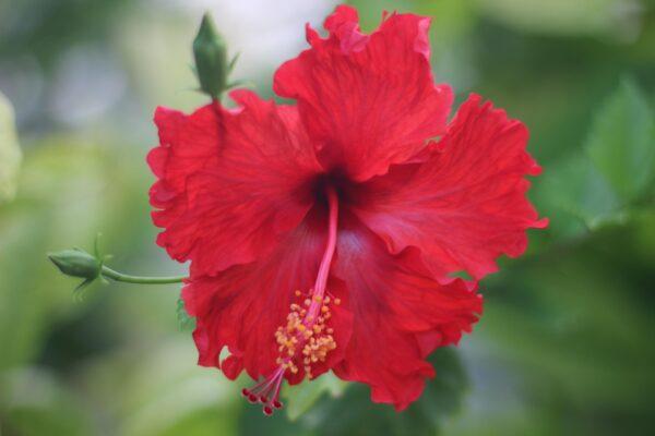 Grafted Hibiscus Plant