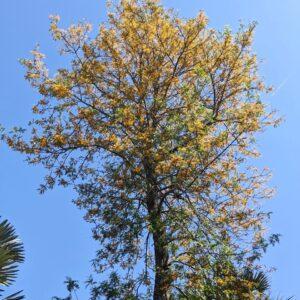 Grevillea Tree