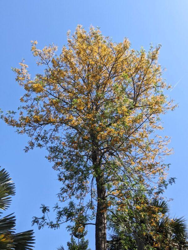 Grevillea Tree