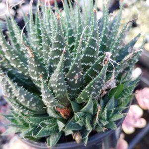 Haworthia arachnoida