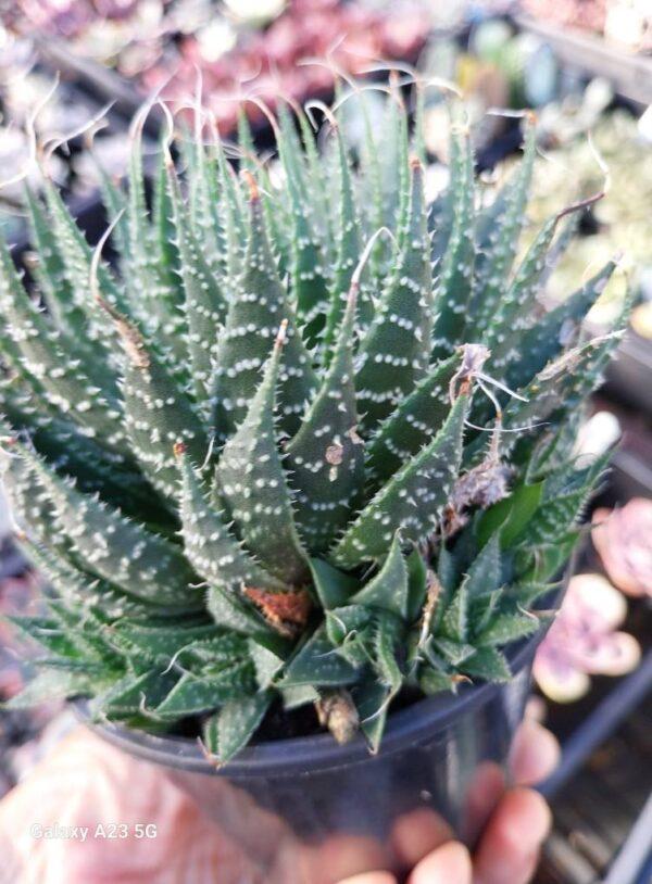 Haworthia arachnoida