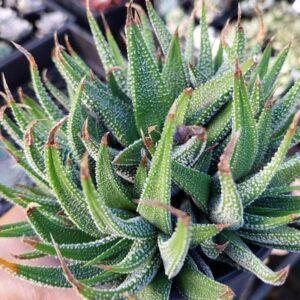 Haworthia attenuata var radula