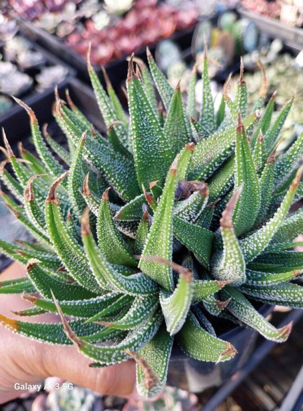 Haworthia attenuata var radula