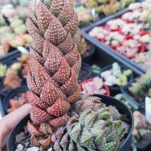 Haworthia coarctata