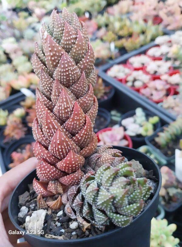 Haworthia coarctata