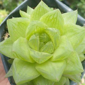 Haworthia obtuse