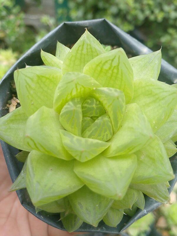 Haworthia obtuse