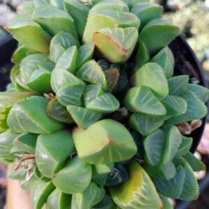 Haworthia otzeniana