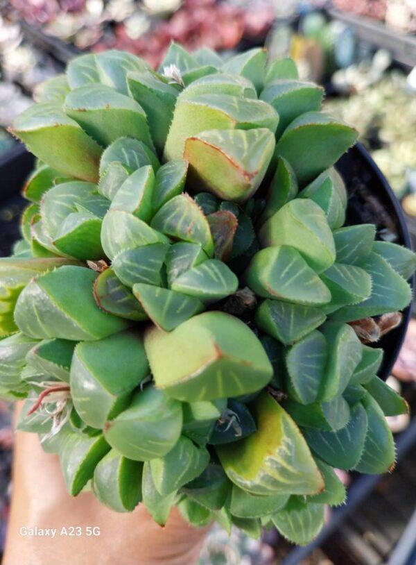 Haworthia otzeniana