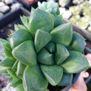 Haworthia turgida