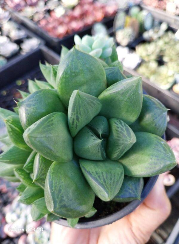 Haworthia turgida