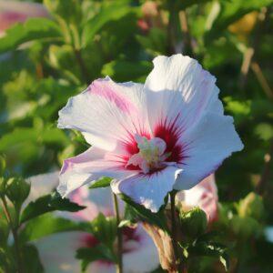 Hibiscus Double Petal