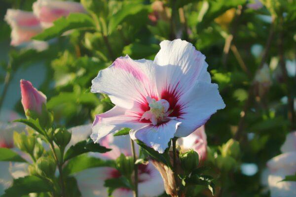 Hibiscus Double Petal