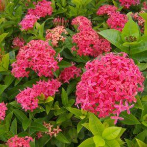 Ixora