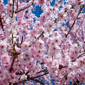 Jacaranda tree